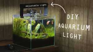 Adjust the Aquarium Lighting