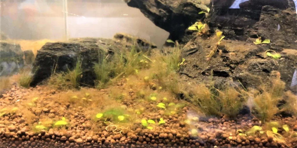 Algae Removal Techniques