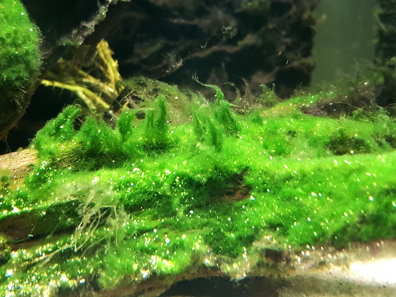 Preventing Future Algae Growth