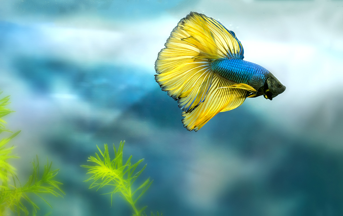 Betta Fish (Betta splendens)