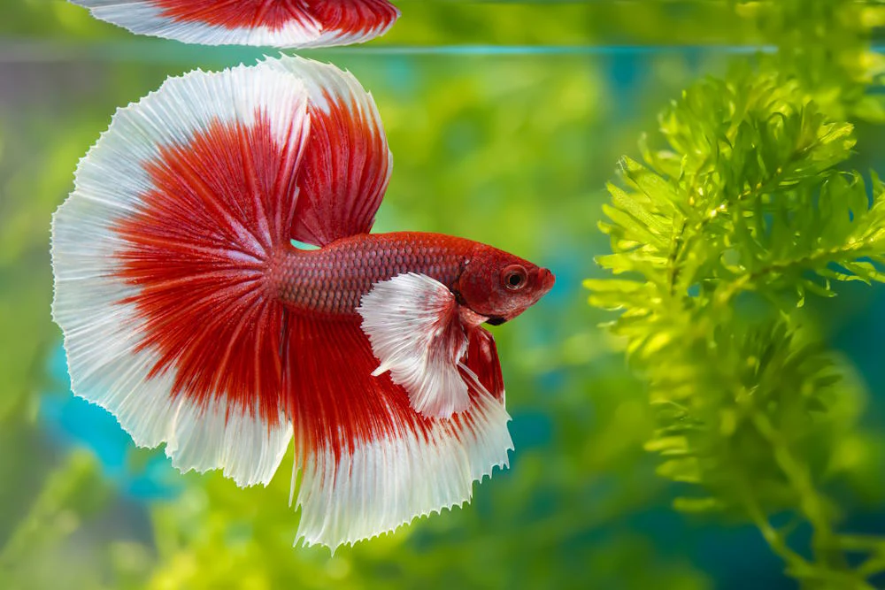  Betta Fish