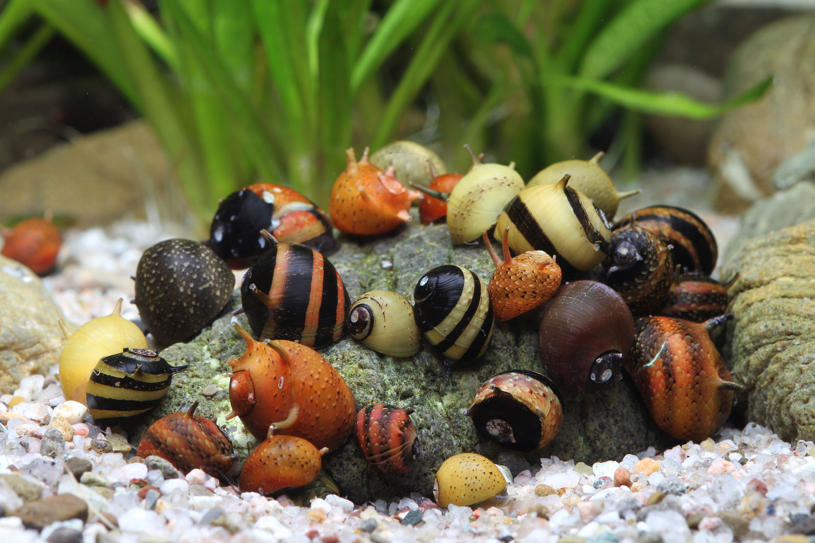 How to Get Rid of Pest Snails in Aquarium