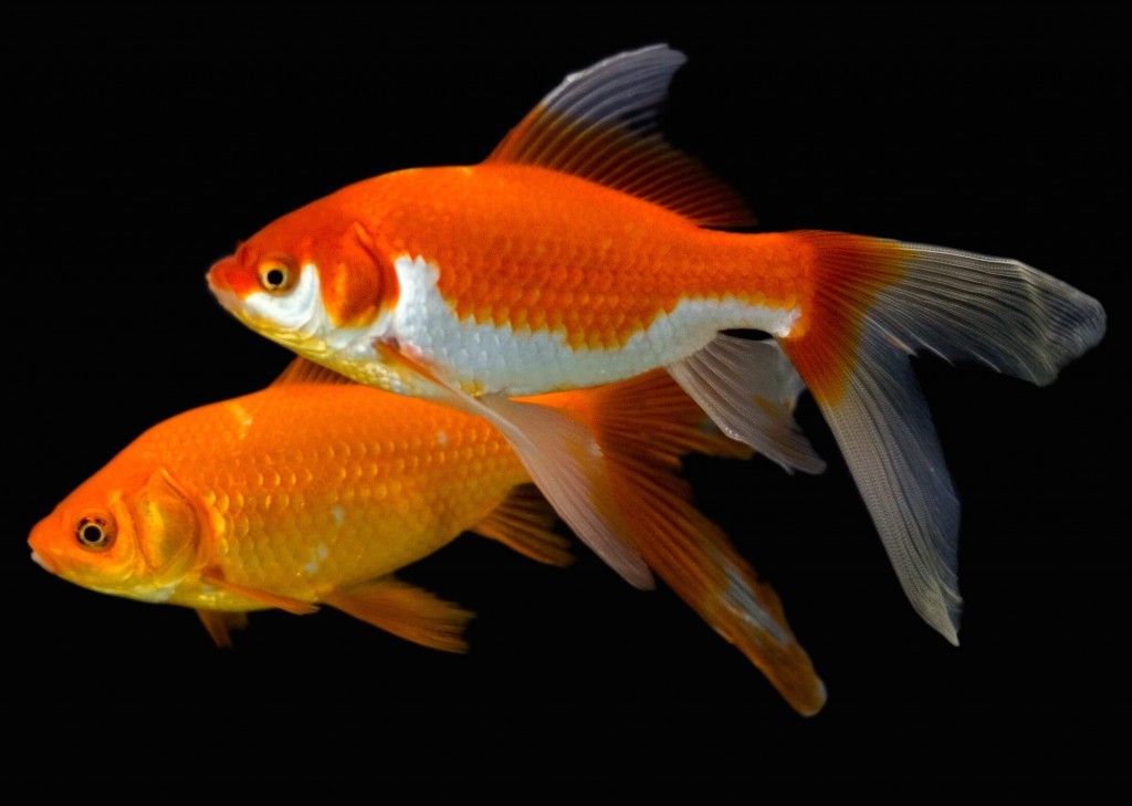 Breeding Carnival Fish