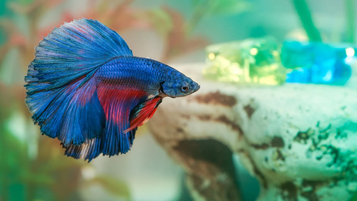 Caring for Your Betta Fish