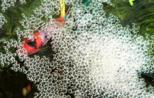 Causes of Bubbles in Aquarium Water