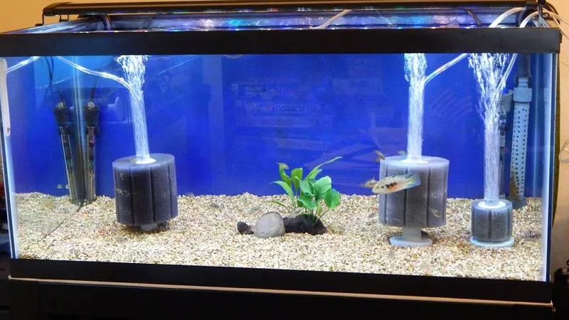 Choose the right filter for the aquarium