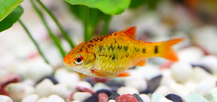 Cleaning Aquariums for Sensitive Fish