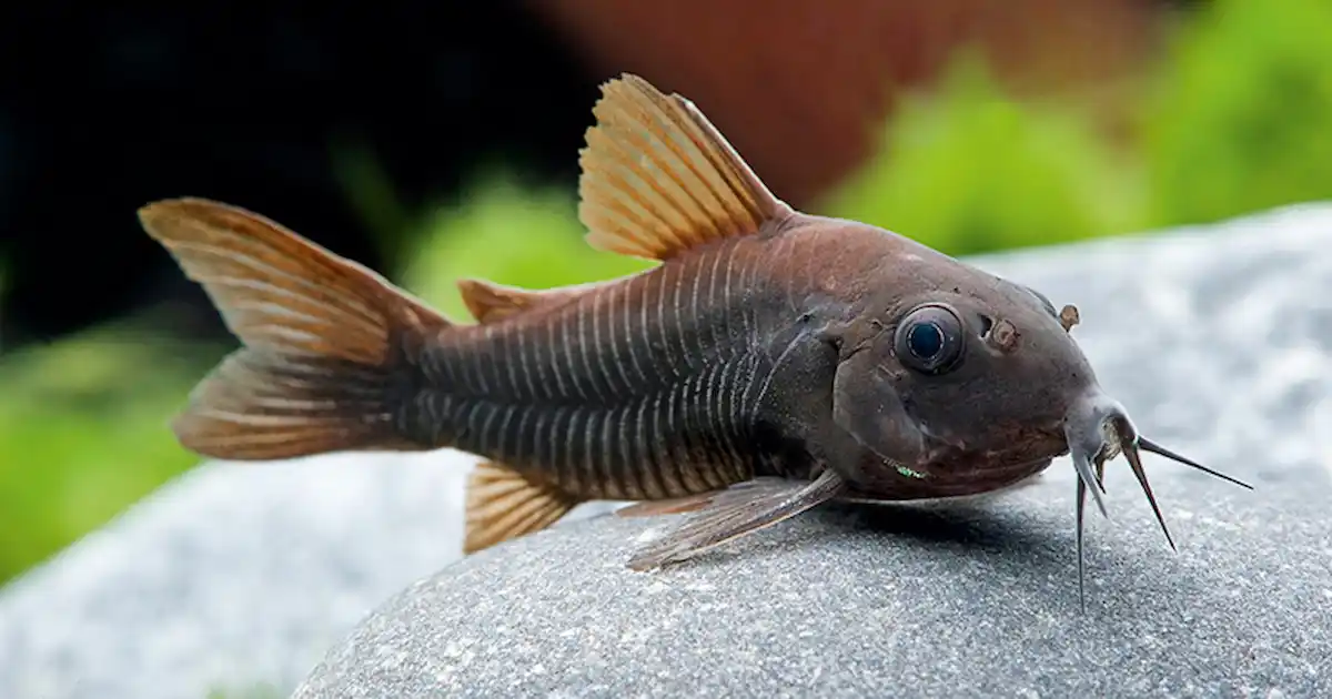 Corydoras Catfish (Corydoras spp.)