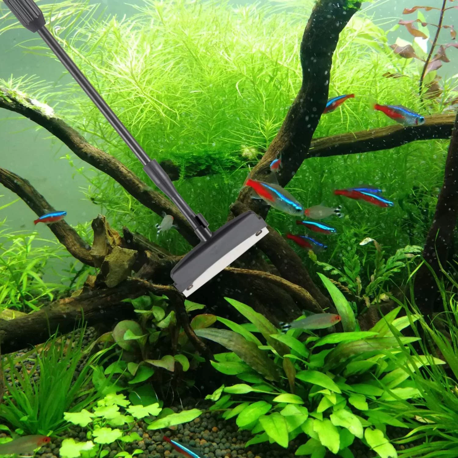 Essential Tools for Aquarium Cleaning