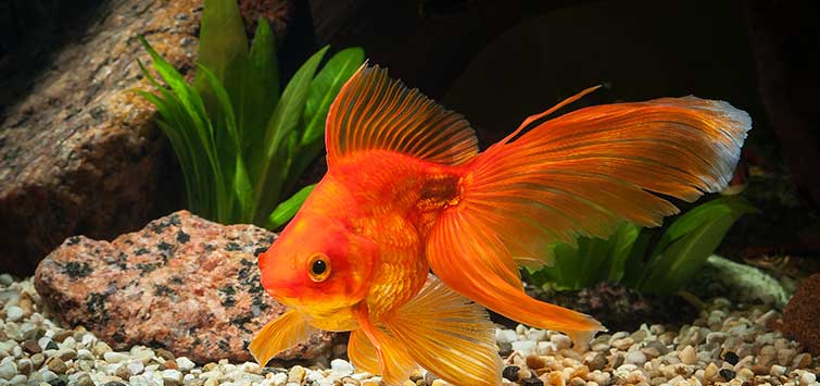 Maintaining Your Goldfish Tank