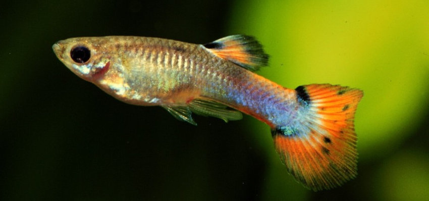 Guppy (Poecilia reticulata)