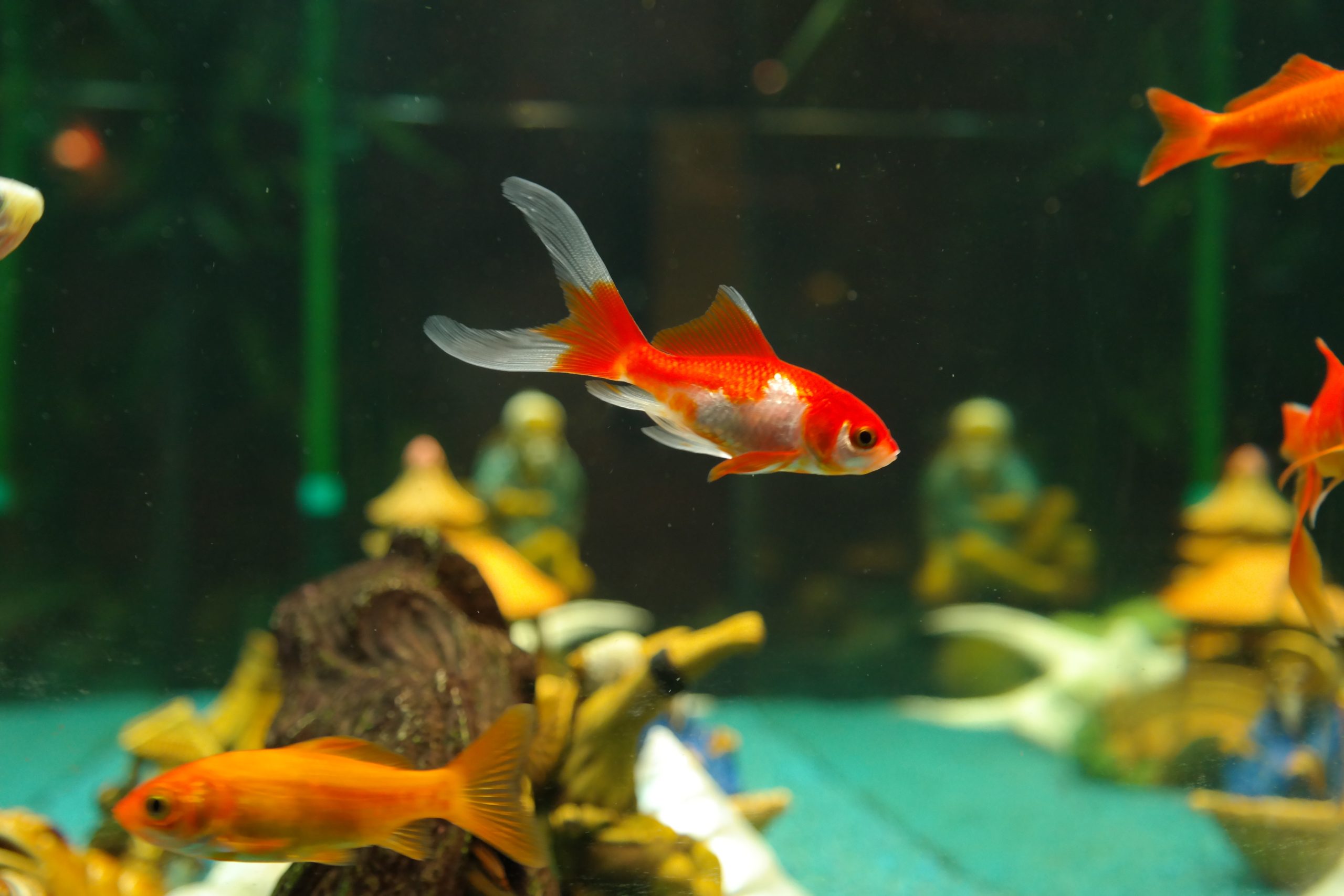 Common Goldfish Diseases and How to Prevent Them