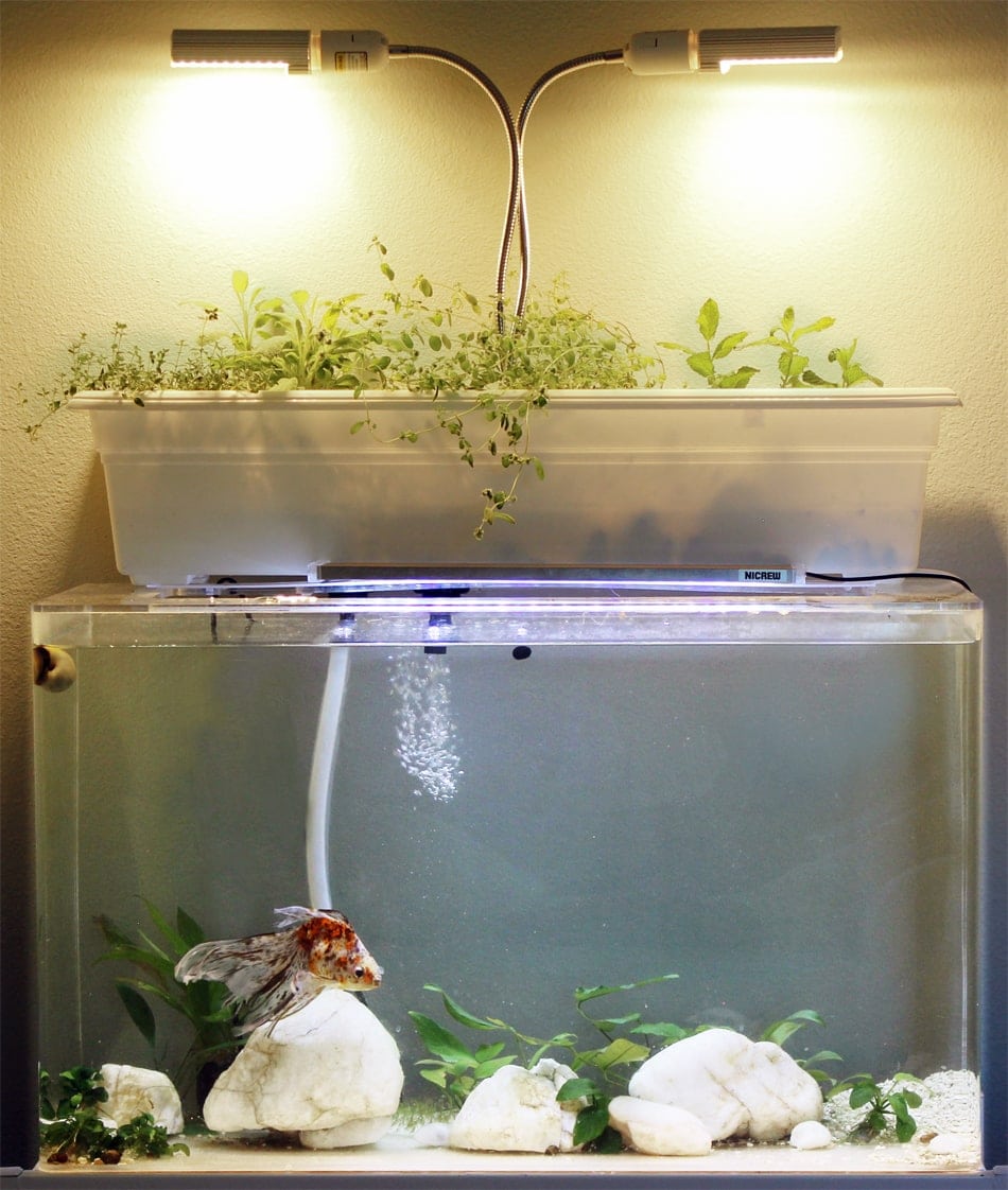 How to Build an Aquarium Filter