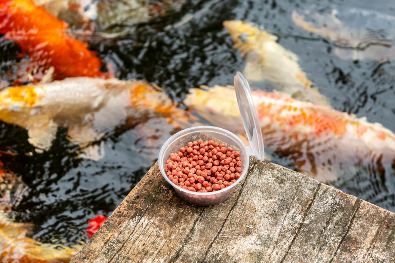 How to Choose the Best Fish Food