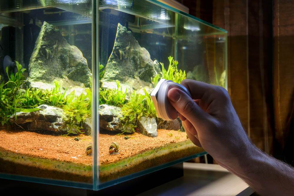 How to Clean Aquarium: Step by Step Guide