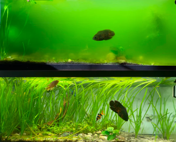 How to Fix Green Aquarium Water