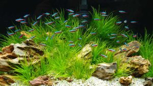 Introduction to Beginner-Friendly Aquarium Fish