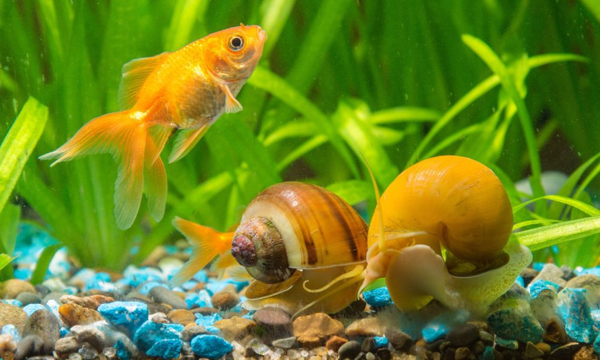 Maintaining a Snail-Free Aquarium