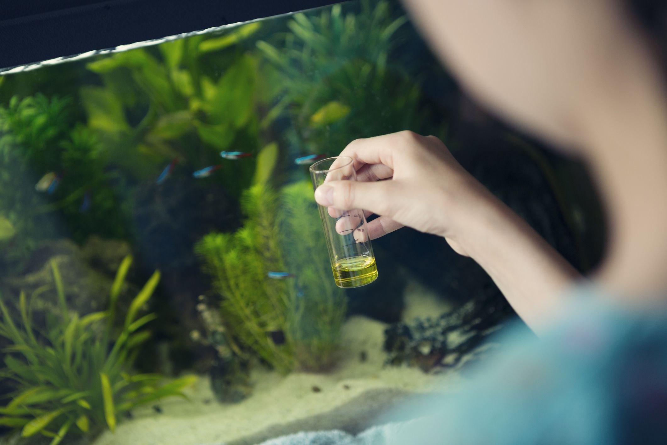 Measures to prevent cloudy water for fish tanks