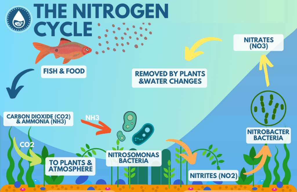 How to Decrease Ammonia in Aquarium: Effective Strategies