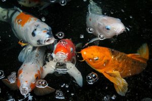 Monitoring Koi Fish Health