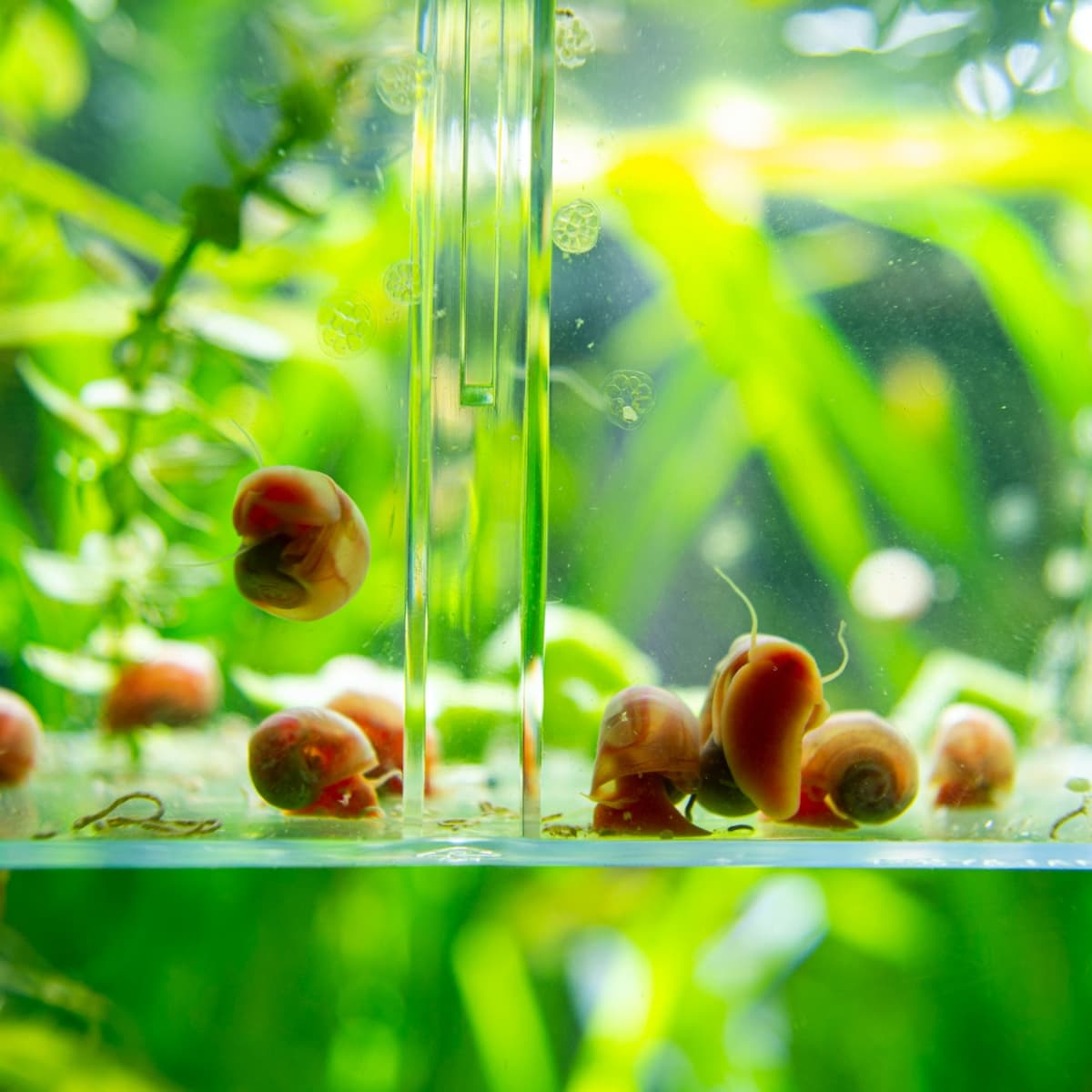 Natural Methods to Get Rid of Snails