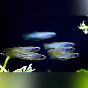 Norman's Lampeye Killifish