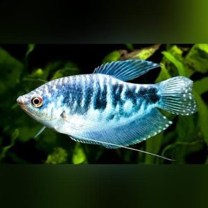 Opaline Gourami