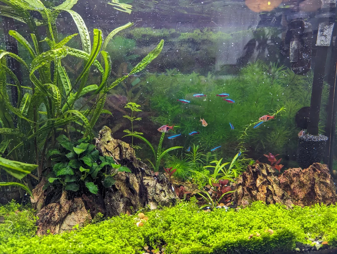 How to Grow Algae in Aquarium