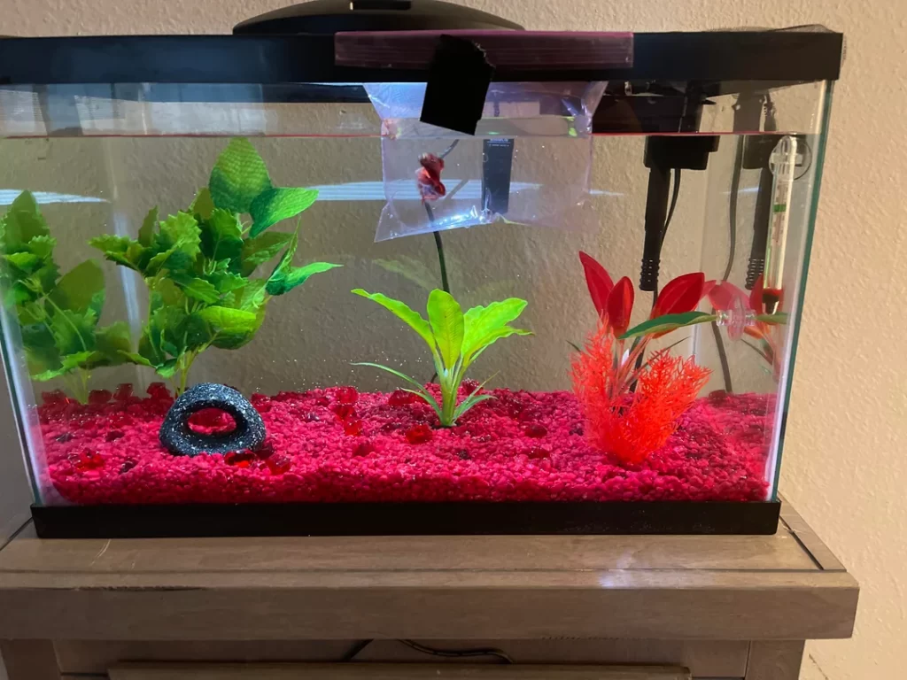 Setting Up Your Aquarium Heater