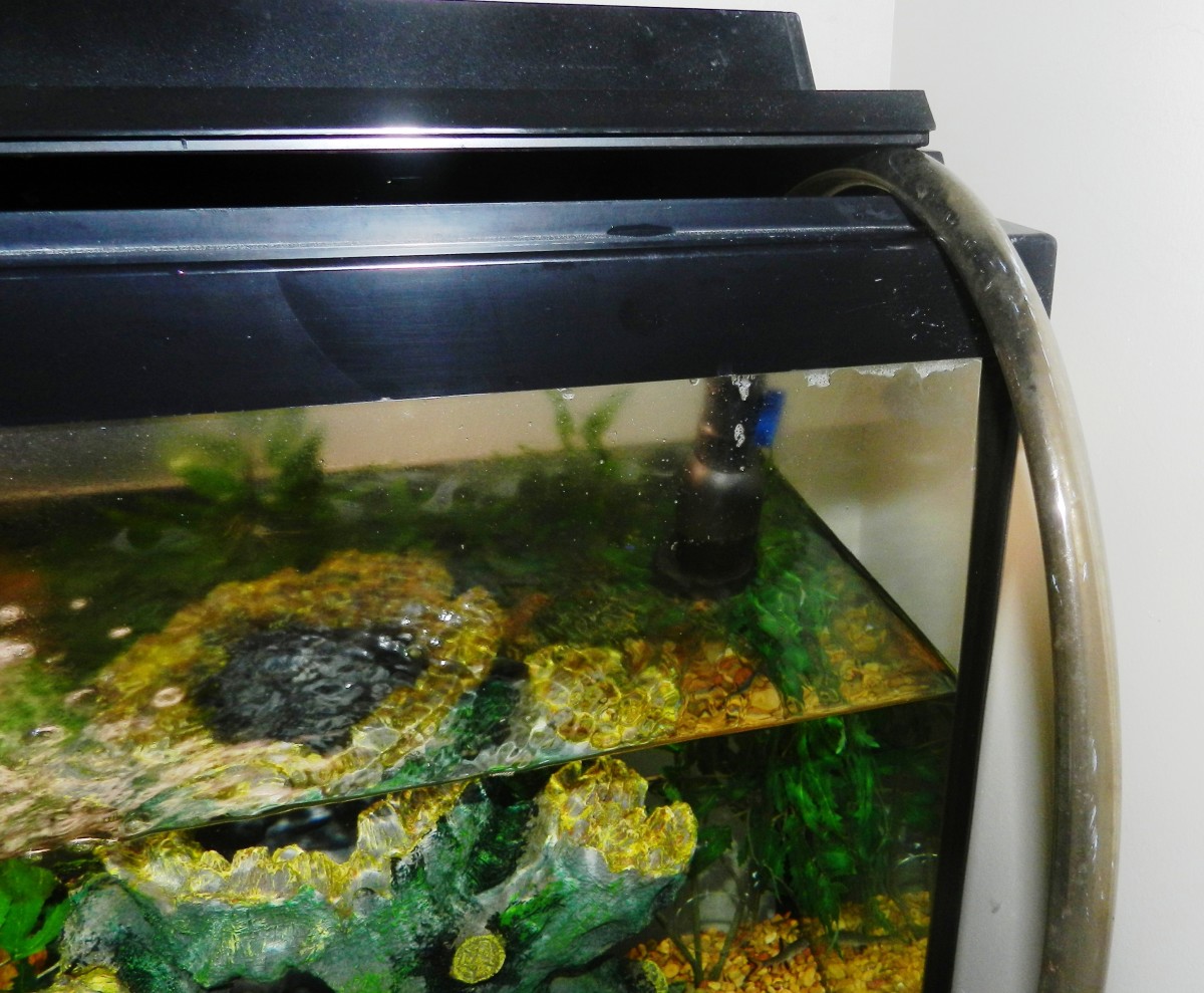 Signs That Your Aquarium Needs a Water Change