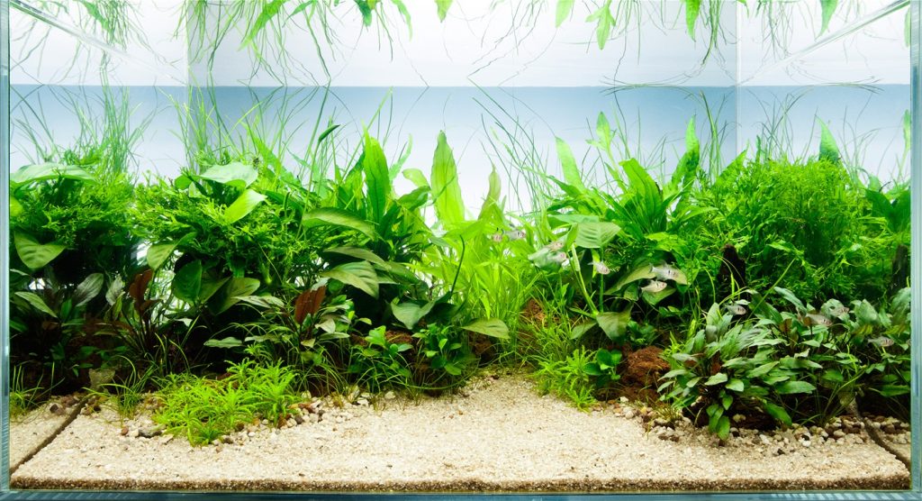 The role of plants in water quality for fish tanks