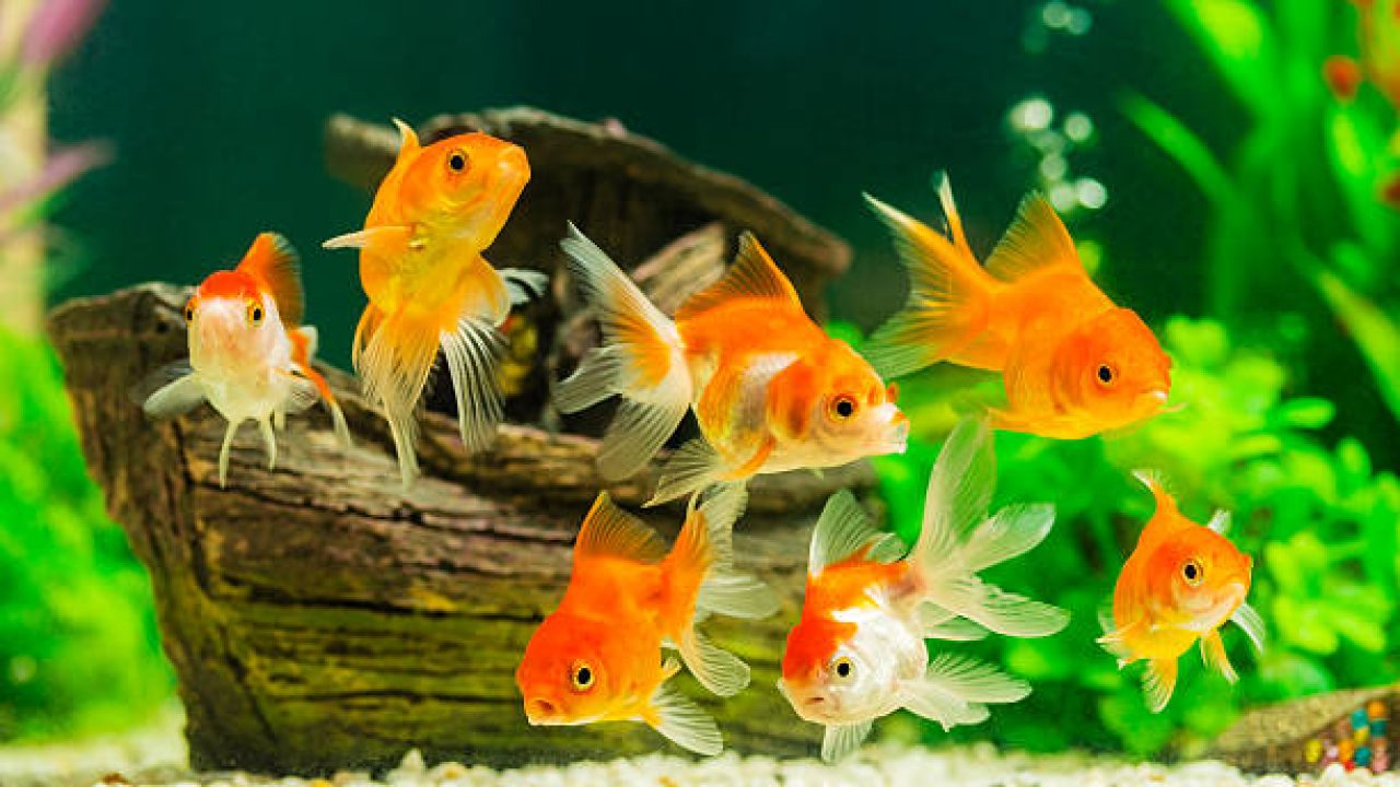 Tips for Maintaining a Healthy Aquarium