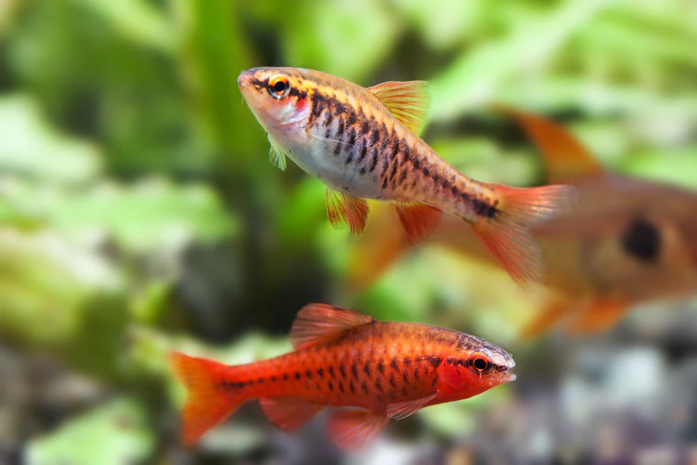 Top 5 Aquarium Fish with Crazy Good Value