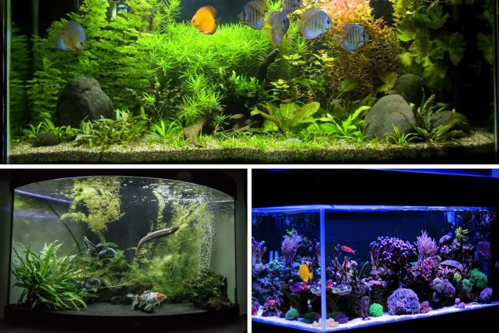 Types of Aquariums