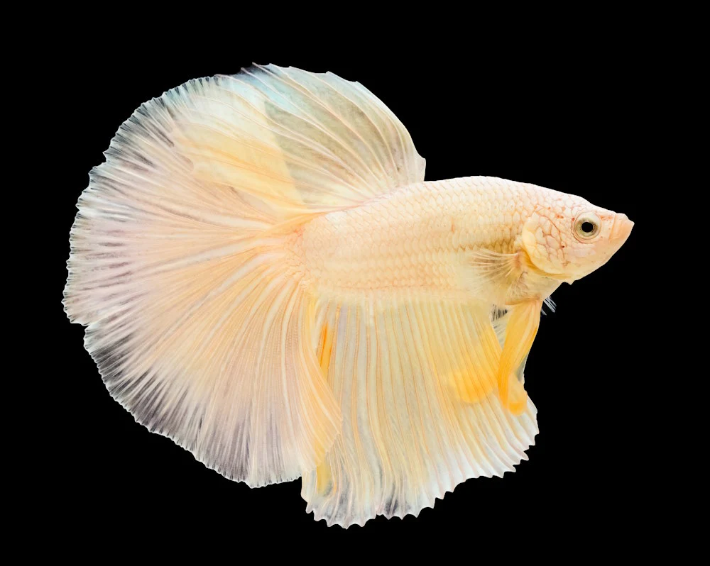 Types of Betta Fish