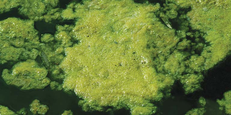 Understanding Algae