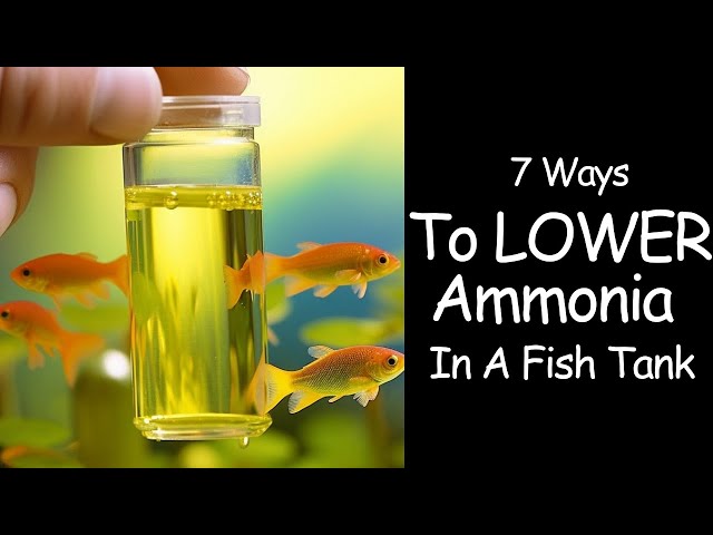 Understanding Ammonia in Aquariums