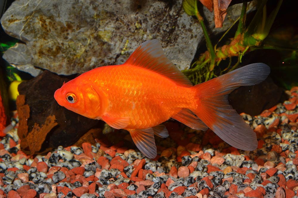 Understanding the Basics of Goldfish Care