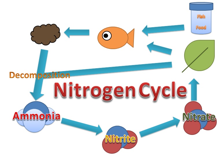 What Are Nitrates and Why Are They a Problem?