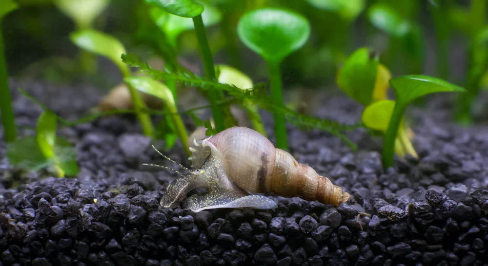 Visual Signs of Snails in Your Aquarium