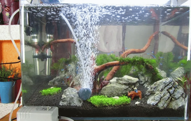 Why Oxygen is Crucial for Aquariums