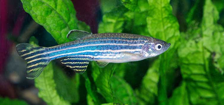 Zebra Danio (Danio rerio)