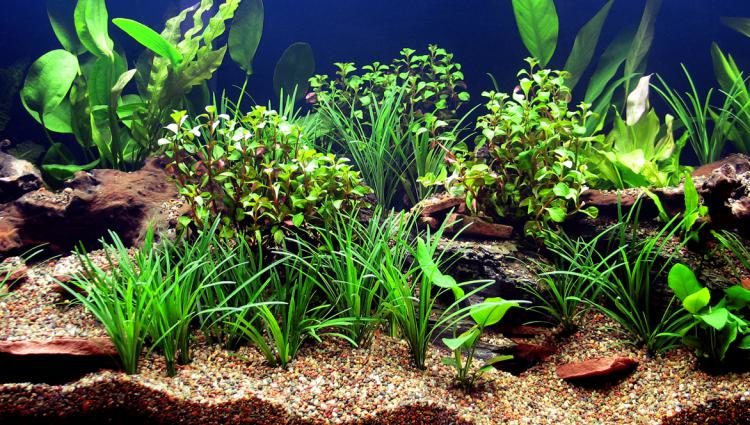 Benefits of Having Live Plants in Your Aquarium