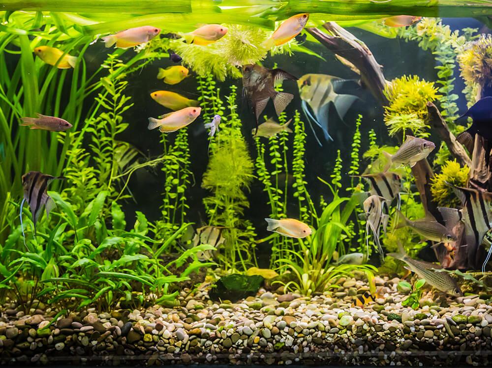 How to Plant Plants in Aquarium Gravel