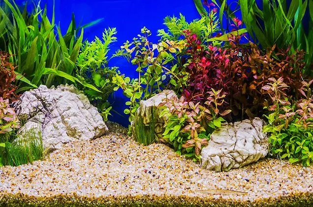 Other Substrates vs. Gravel: Which is Better for Plants?