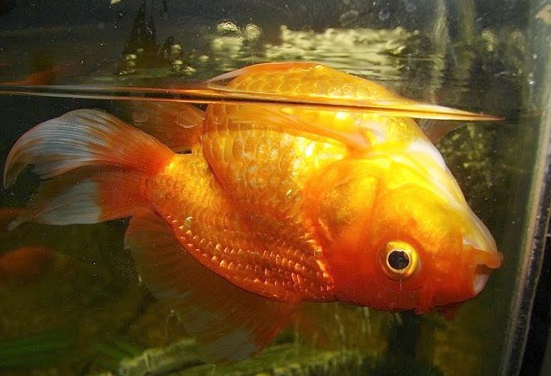 Swim Bladder Disease