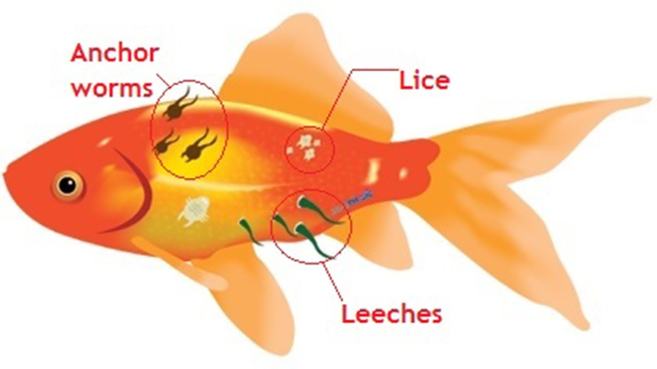 What Are the Most Common Diseases in Fish?