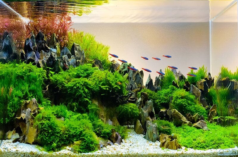 Care Tips for Aquarium Plants