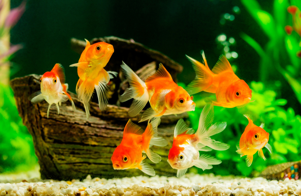 Choosing the Right Aquarium Fishes for Your Tank